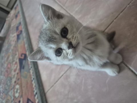 Safkan black golden ve shaded silver kedimiz