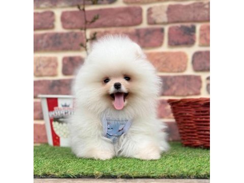 Safkan pomeranian yavrular