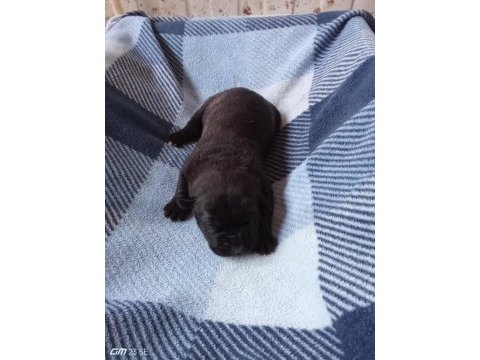 Anne tiger baba siyah 7 adet yavru cane corso