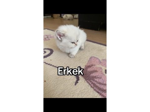 A+ british shorthair yavruları