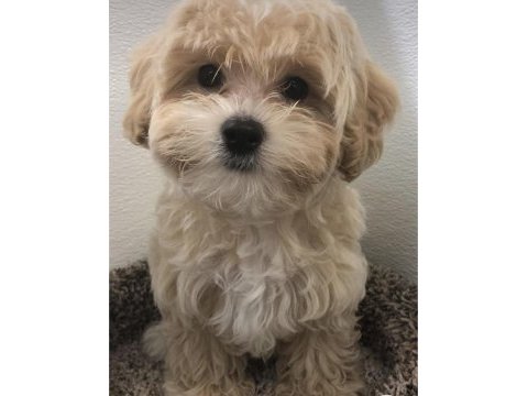 2.5 aylık maltipoo