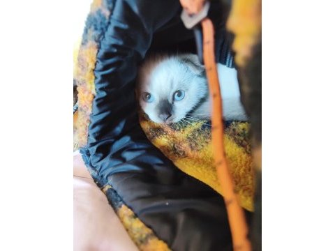 Scottish fold dişi ve british short hair erkek dişi