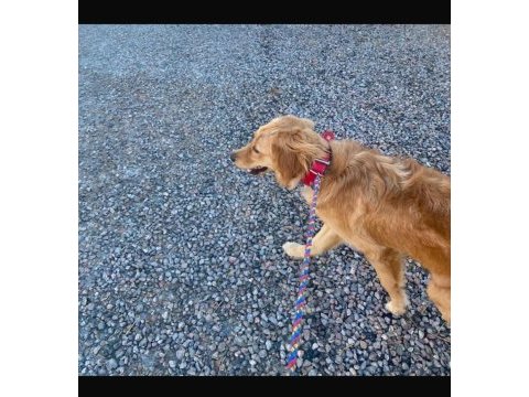 Altın kız golden retriever