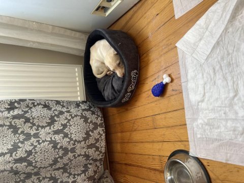 Labrador köpeğimiz sahiplendirilecektir
