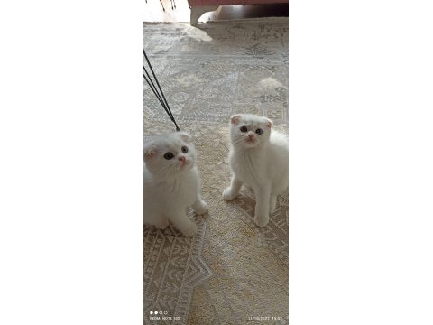 2 aylık anne baba şecereli kedimiz kaliteden anlayan yazsın