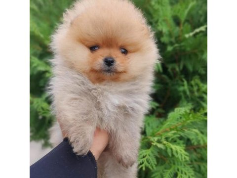 Mukemmel kalite teddy bear pomeranian boo yavrular