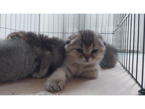 2-2,5 aylık golden british shorthair
