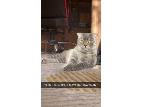 Maria 3 yaşında dişi scottish fold