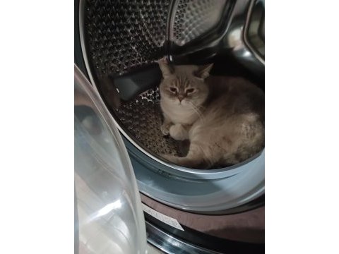 4 yaşında dişi blue point british shorthair