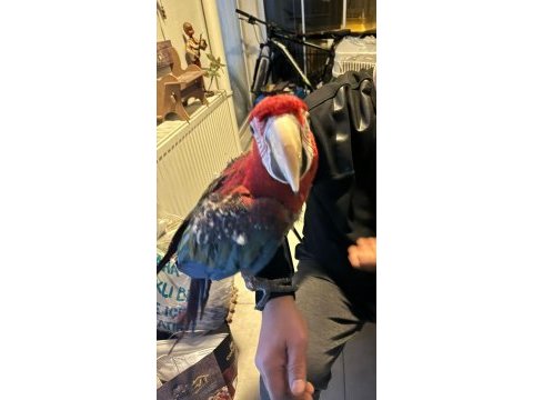 Evcil ele gelen macaw papağanı