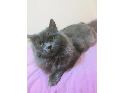 Minik british longhair meleklerim