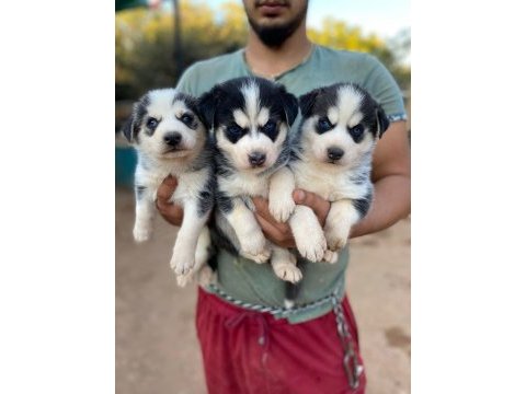 Maskeli orjinal mavi göz husky yavrular