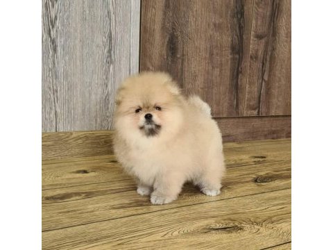 Pomeranian boo yavruları