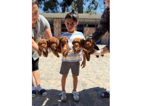 Toy poodle bebek köpeklerimiz