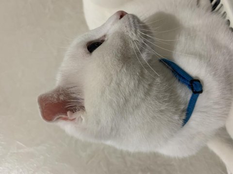 Scottish fold 1.5 yaşında