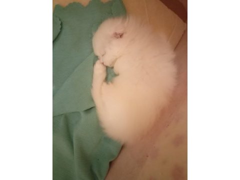 British longhair ve scottish yavrularim