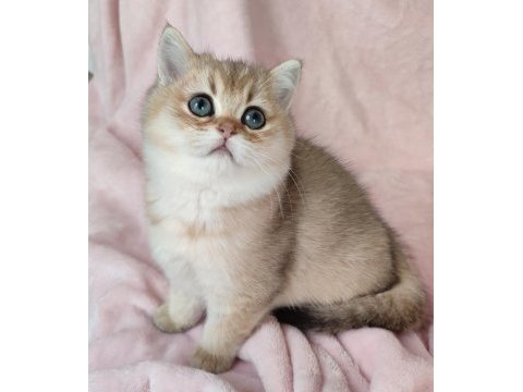 Şafkan british shorthair