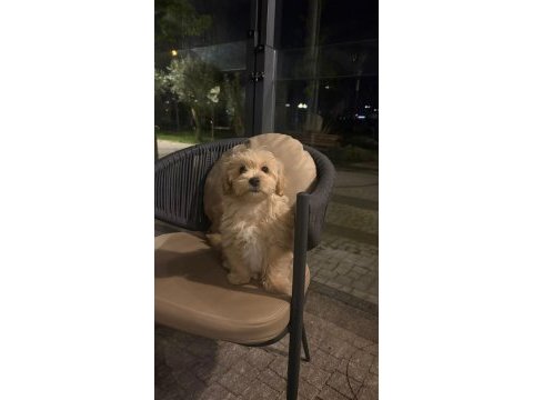 Beş aylık erkek maltipoo yeni yuvası olmak istermisiniz