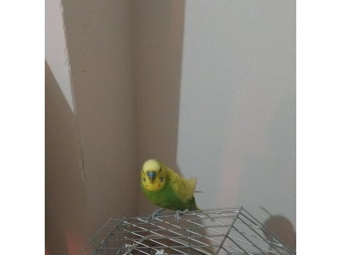 Erkek muhabbet kuşu