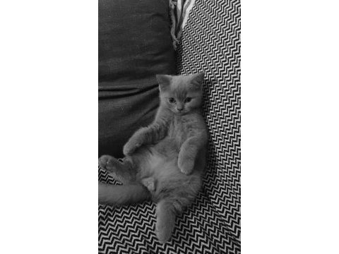 Minik british shorthair yavrularımıza yuva arıyoruz
