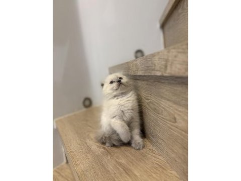 Scottısh fold longhaır yavrularım 