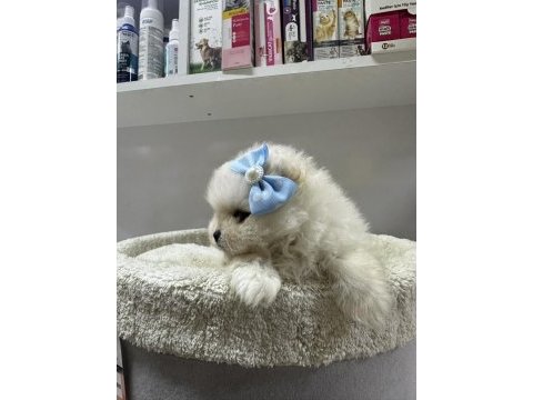 Dünyalar tatlısı japon pomeranian yavrularımız
