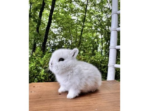 A kalite netherland dwarf tavşan yavrular