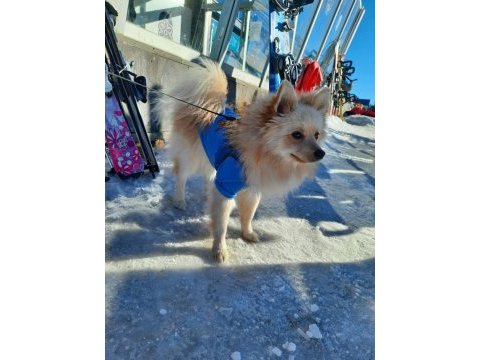 Özenle bakabilecek yeni bir aile arıyoruz ücretsiz köpeğim