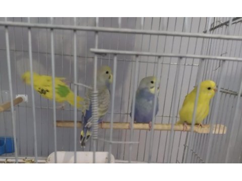 Yetiştirmek ele alıştırmak konuşturmak için muhabbet kuşlar