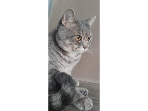 British shorthair oğlumuza eş aranıyor