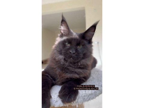 Her ile teslim renk renk xxl şampiyon maine coon yavrular