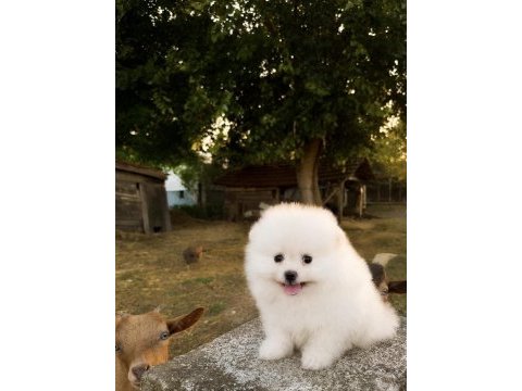 Gülen yüz pomeranian boo karbeyaz