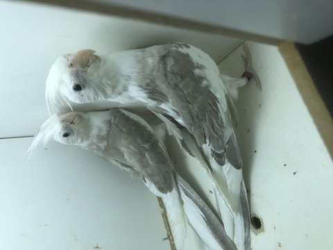 3 aylık wf sultan papağanı