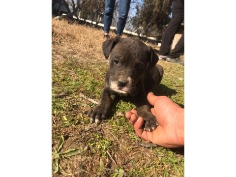 1 aylık yavrular yeni sahiplerini bekliyor presa canario
