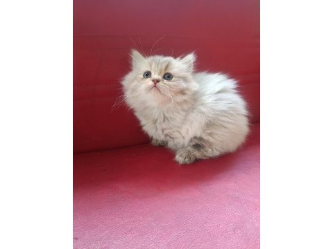 Ücretsiz orjinal british longhair yavru dişi