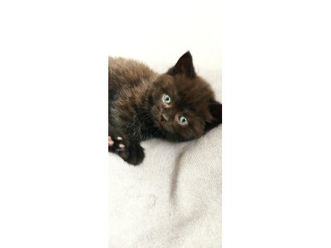 45 günlük scottish fold yavrular