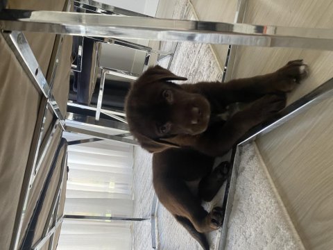 Chocolate labrador yavru