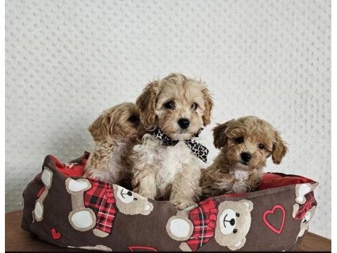 Orjinal teacup maltipoo köpekler