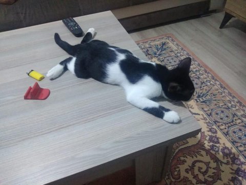Maalesef can kuzularımı sahiplendirmek zorundayım kedileri