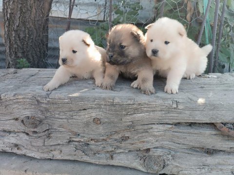 Aslan yavruları çin aslanı