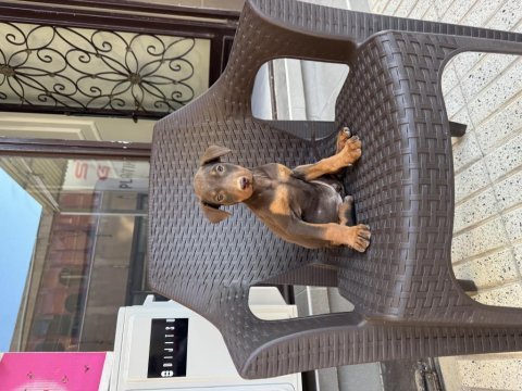 King doberman yavrular