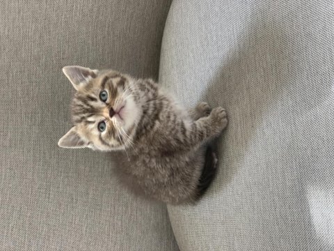 Golden tabby scottish straight
