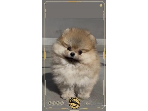 Mini pomeranian boo yavrumuz