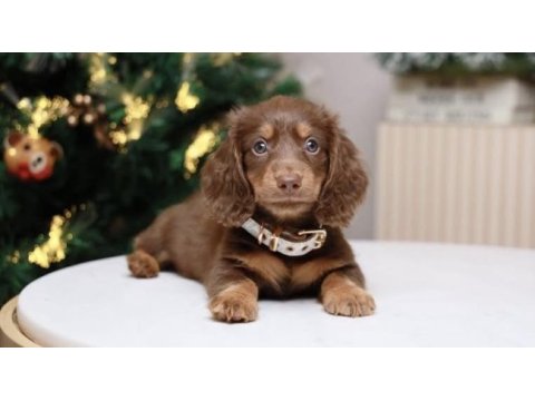Pamuk tüylü longhair dachshund yavrular