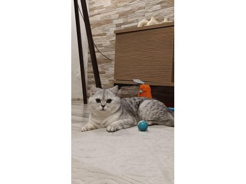 British shorthair kızımız