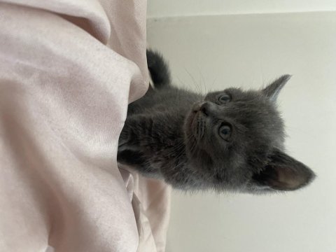 British shorthair erkek