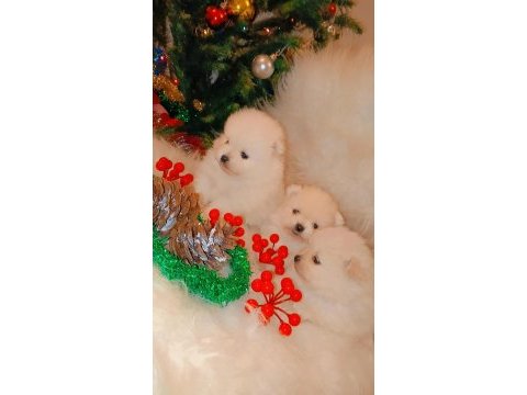 Pomeranian kartopları yeni yuvalarına şans getirmeye hazır