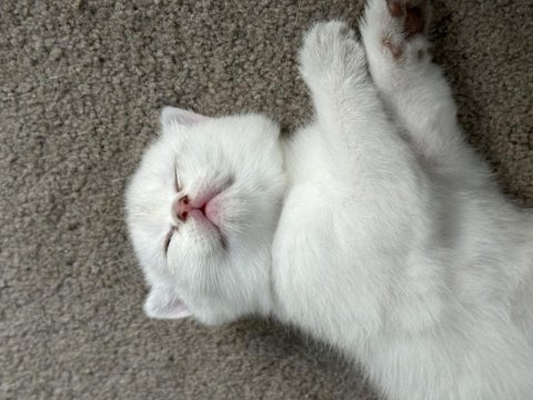 Safkan british shorthair bebişler sahibini arıyor