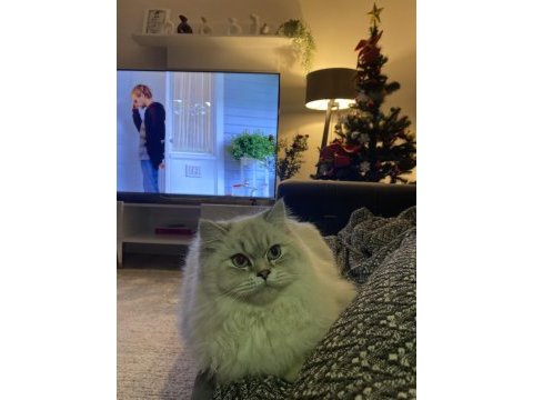 11 aylık british longhair