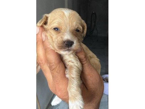 Şeker mi şeker maltipoo çocuklar